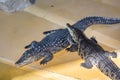 Crocodiles, alligators, in the Kazan zoo bask in the sun