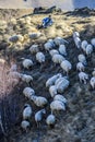Kazbegi, Georgia, November 20, 2014: Shepherd grazing sheep in p