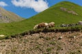 Kazbegi and military Georgian road Royalty Free Stock Photo