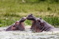 Kazinga Channel Hippo Teaching Baby