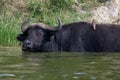 Kazinga Channel Uganda - Buffalo and Bird Royalty Free Stock Photo