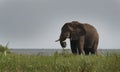 Kazinga Channel Uganda - Elephant