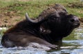 Kazinga Channel Uganda - Water Buffalo Royalty Free Stock Photo