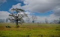 Wild places of Kaziranga National Park Royalty Free Stock Photo