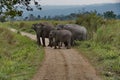 Inhabitants of Kaziranga National Park. Elephant Royalty Free Stock Photo