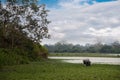 Inhabitants of Kaziranga National Park. White rhino Royalty Free Stock Photo