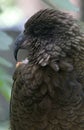 Kea