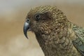 Kea alpine parrot Bird  New Zealand Royalty Free Stock Photo