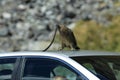 Kea alpine parrot Bird  New Zealand Royalty Free Stock Photo