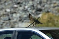 Kea alpine parrot Bird  New Zealand Royalty Free Stock Photo