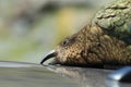 Kea alpine parrot Bird  New Zealand Royalty Free Stock Photo