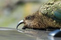 Kea alpine parrot Bird  New Zealand Royalty Free Stock Photo