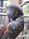 Kea alpine parrot bird from new zealand Royalty Free Stock Photo