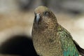 Kea alpine parrot Bird  New Zealand Royalty Free Stock Photo