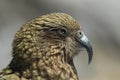 Kea alpine parrot Bird  New Zealand Royalty Free Stock Photo