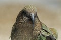 Kea alpine parrot Bird  New Zealand Royalty Free Stock Photo