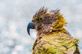 Kea alpine parrot on the ground in the rain Royalty Free Stock Photo