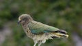 KEA bird Royalty Free Stock Photo