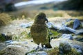 kea bird ground parrot one of symbol wildlife of southland new zealand Royalty Free Stock Photo