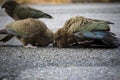 Kea bird ,ground parrots in south island new zealand Royalty Free Stock Photo