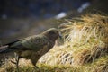 Kea bird ,ground parrots in south island new zealand Royalty Free Stock Photo