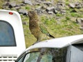 Kea bird or Mountain Parrot or Nestor notabilis.