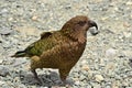 Kea bird, native endemic New Zealand parrot