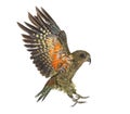 Kea Bird, Nestor notabilis, or Alpine parrot, flying, isolated