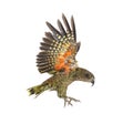 Kea Bird, Nestor notabilis, or Alpine parrot, flying, isolated