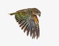 Kea Bird, Nestor notabilis, or Alpine parrot, flying