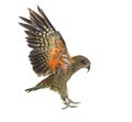 Kea Bird, Nestor notabilis, or Alpine parrot, flying
