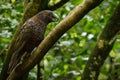 Kea bird, a New Zealand endemic parrot posing in profile on a tree branch
