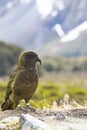 Kea bird in new zealand wilderness Royalty Free Stock Photo