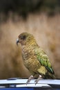 kea bird perching on tourist car roof at tourist attaction point southland new zealand Royalty Free Stock Photo