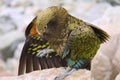 Giddy Kea Bird in Aoraki National Park New Zealand Royalty Free Stock Photo