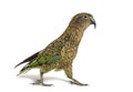 Kea bird waliking, Nestor notabilis, or Alpine parrot, isolated