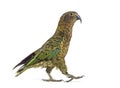 Kea bird waliking, Nestor notabilis, or Alpine parrot, isolated