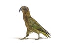 Kea bird waliking, Nestor notabilis, or Alpine parrot, isolated