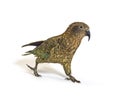 Kea bird waliking, Nestor notabilis, or Alpine parrot, isolated