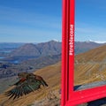 Kea and Lake Wanaka from Treble Cone in winter, New Zealand