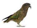 Kea, Nestor notabilis