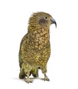 Kea, Nestor notabilis, or Alpine parrot, ruffling in front of white