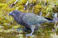 The kea Nestor notabilis, a large species of parrot of the family Strigopidae found in forested and alpine regions of the South Royalty Free Stock Photo