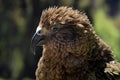 Kea (Nestor notabilis) in New Zealand