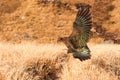 Kea Nestor notabilis New Zealand`s mountain parrot captured landing with huge wings wide spread. Brown, green, orange colored