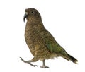 Kea, Nestor notabilis, a parrot