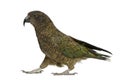 Kea, Nestor notabilis, a parrot, standing