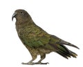 Kea, Nestor notabilis, a parrot