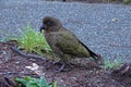 Kea mountain parrot near Milford Sound, New Zealand Royalty Free Stock Photo