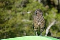 Kea mountain parrot near Milford Sound, New Zealand Royalty Free Stock Photo